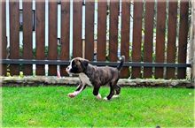 6 weeks